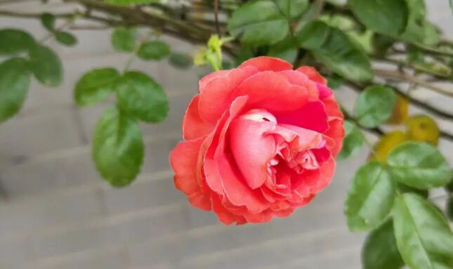 QQ截（jié）圖20180625105849